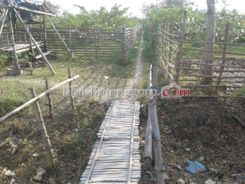 Agrowisata Kebun Jambu Kristal Memprihatinkan